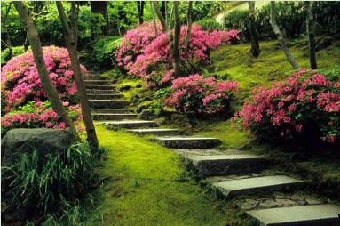 Beautiful garden pathway with pink flowering shrubs