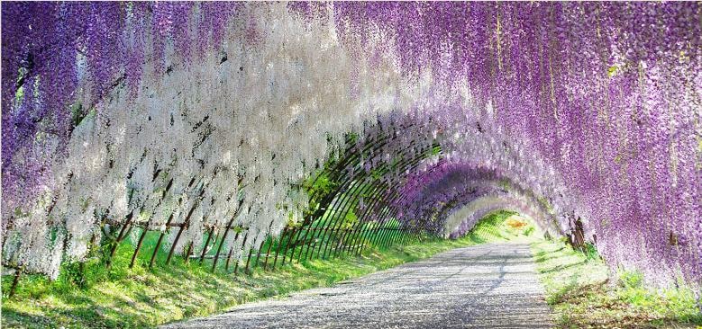 Wisteria tunnel pathway with purple flowers